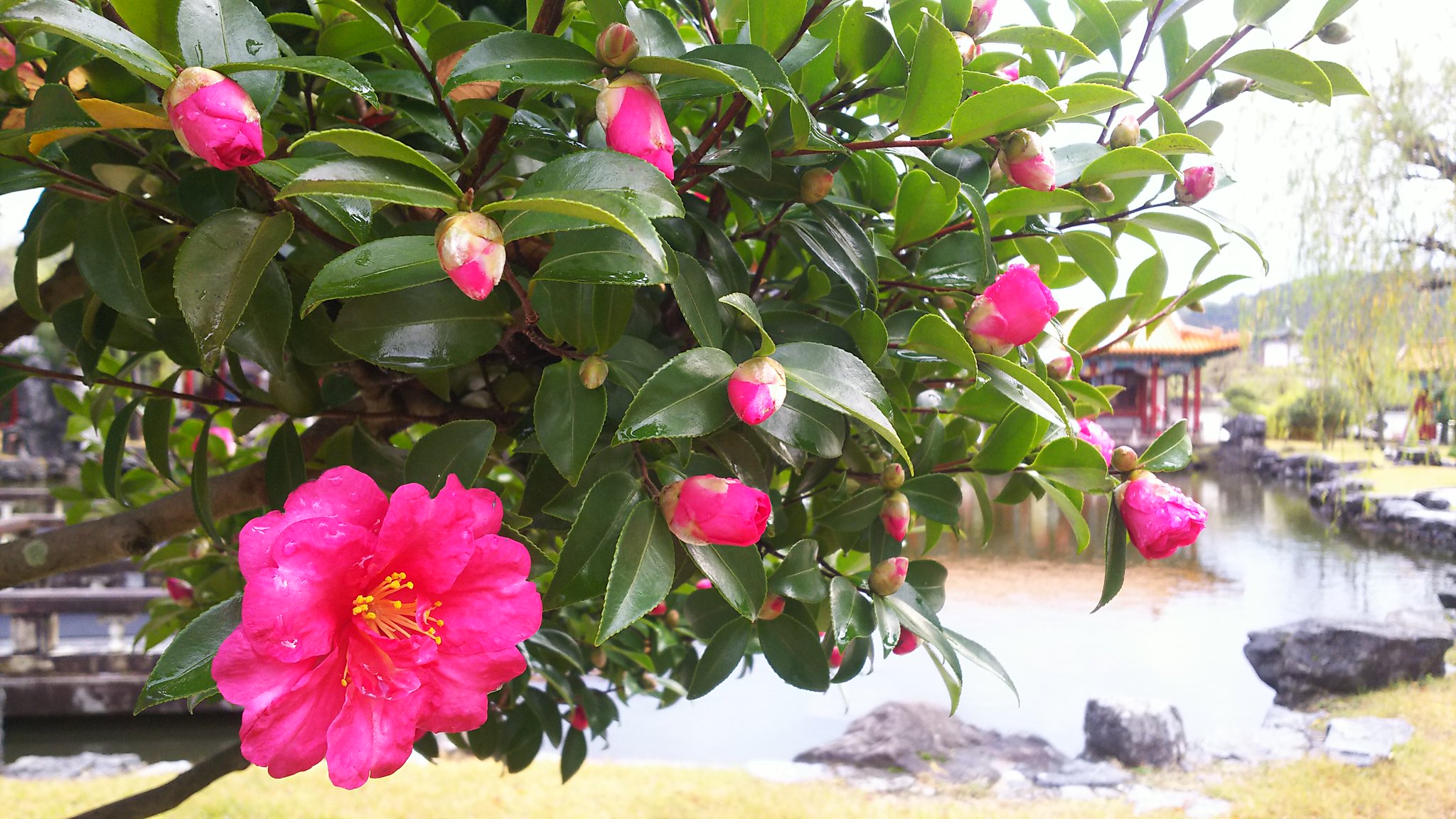 中国庭園燕趙園 A Twitter めっきり寒くなってきましたが その中で色鮮やかな 山茶花 さざんか が園内で咲いています 山茶花と椿 似ていますがこちらは山茶花なんです 艸 山茶花が終わった後に今度は椿が咲き始めます 山茶花と椿 違いを調べてから改めて