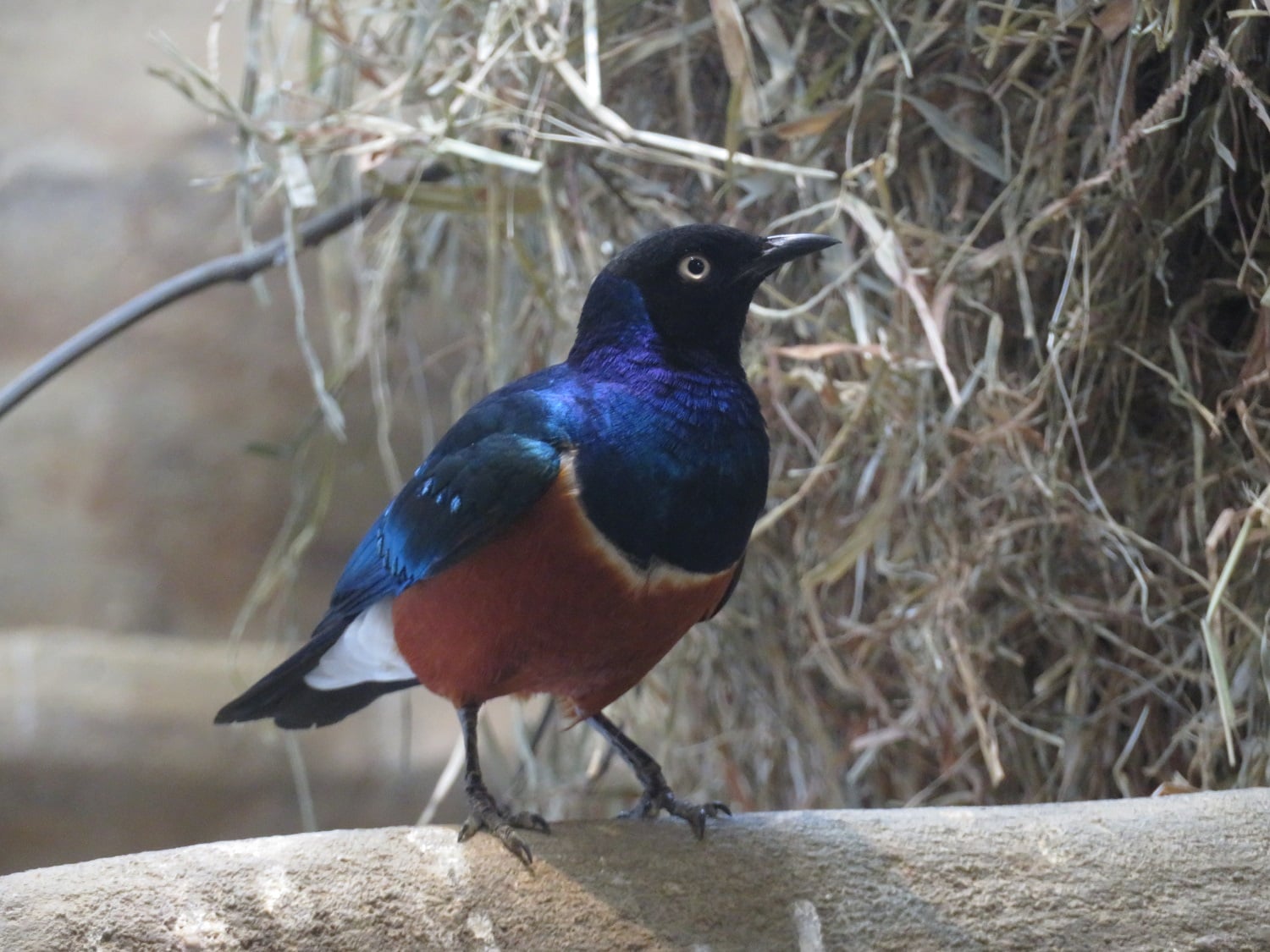 埼玉県こども動物自然公園 公式 キボシイワハイラックスの展示室の中には とても美しいツキノワテリムクという鳥が一緒にいます 見逃しがちですが 探してみてくださいね Ecoハウチュー T Co ncxswxns Twitter