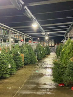 tateedavis's tweet photo. Christmas trees have arived! Thank you everyone who pitched in to make this season great! https://t.co/4RbPKGY913