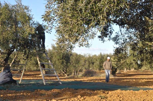 Chadwell_Int's tweet photo. L’huile d’olive, l’or vert tunisien 
--> https://t.co/Jp6pvqLUUi
#oliveoil #Tunisia https://t.co/khzCYIsl86