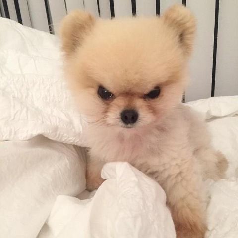 OIZHXOUL's tweet photo. 화난 강아지를 닮은편 https://t.co/0TcnDCzzgX
