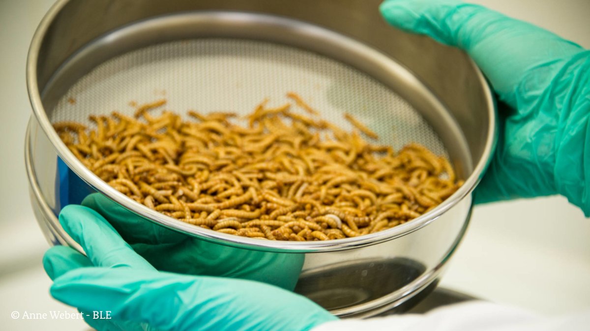 BMLEH_Bund's tweet photo. Insekten als nachhaltige Proteinquelle? Im Projekt „InsekBack“ entsteht Brot mit Mehl aus Mehlwürmern - das sich von herkömmlichem Brot kaum unterscheiden lässt!

Bei unseren Innovationstagen #digIn2020 sind noch weitere Projekte zu sehen ⇨ https://t.co/vU85tPpHiv https://t.co/bZCMxeXaXg