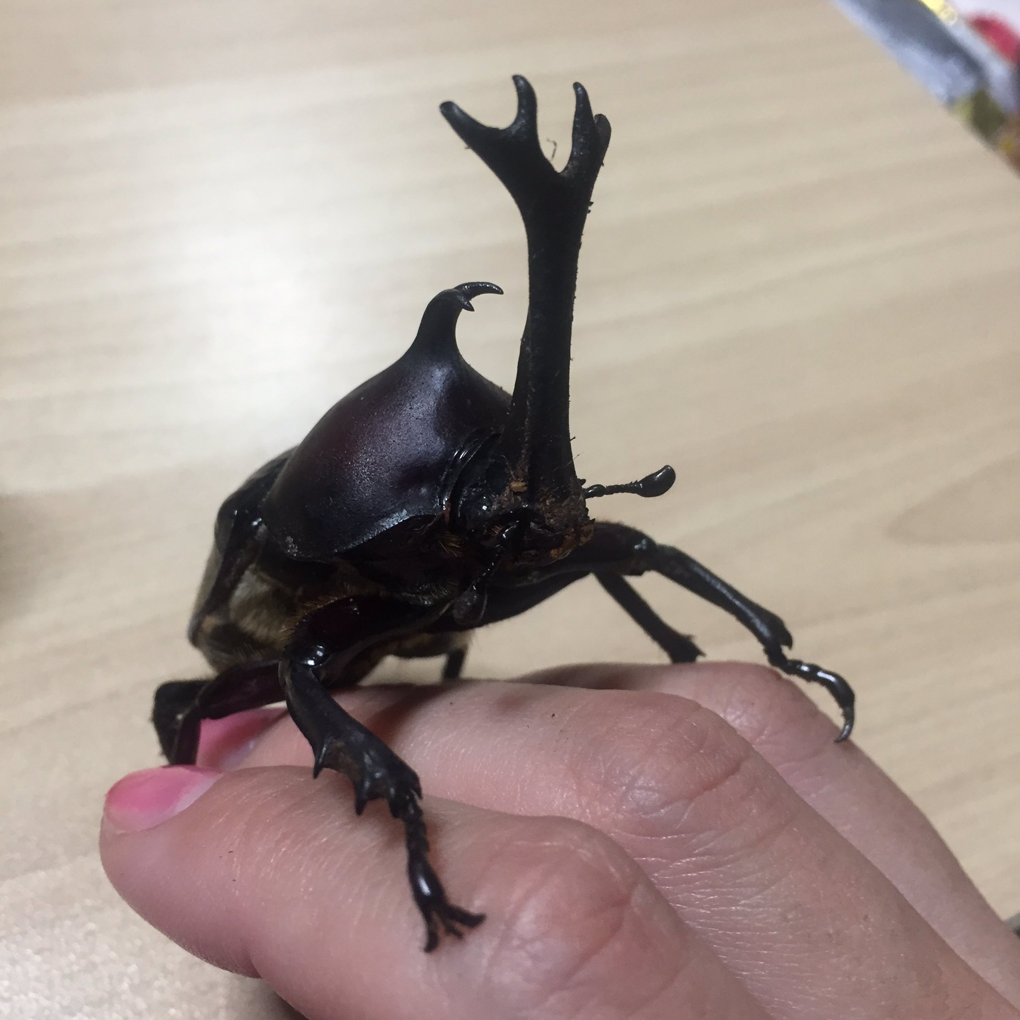 にこにこカブトムシ Overatoz Twitter