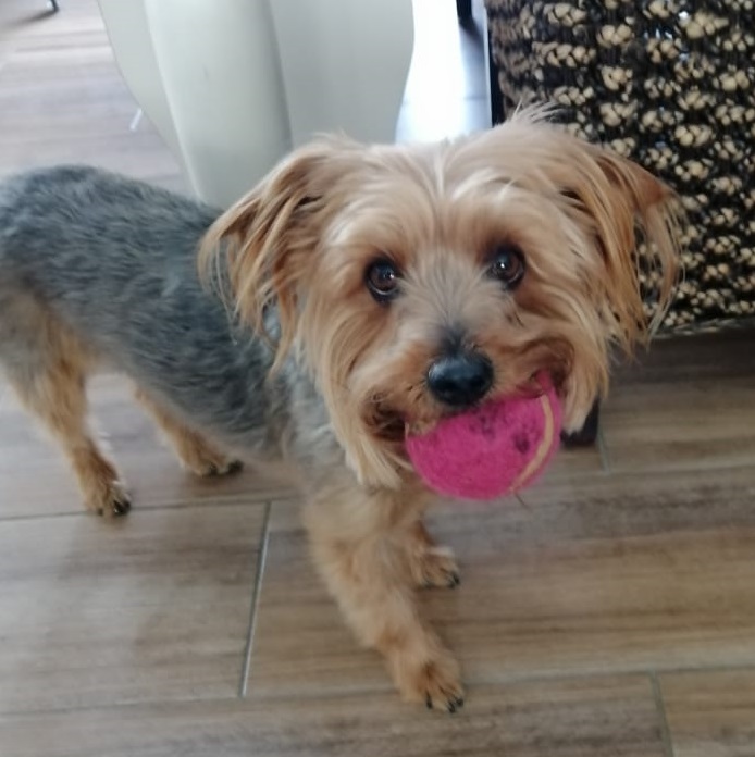 yorkie rehoming near me