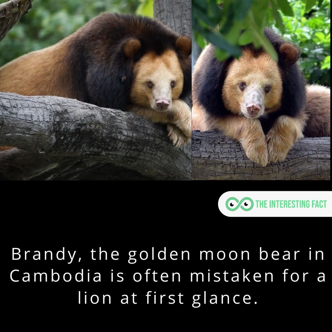 Brandy, the golden moon bear in Cambodia is often mistaken for a lion at first glance.

#facts #factsoflife #fact #didyouknow #allfacts #mysteriousfacts #factz #factzoflife #interestingfacts #knowledgeispower #wtffacts
