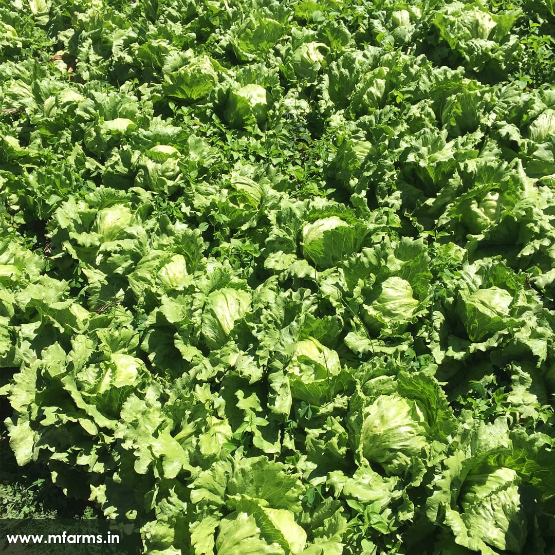 M_Farmss's tweet photo. Just another bright sunny day at the M Farms. 🌞

#framefromfarm 

#mfarms  #farm #fruits #mondaymotivation #vegetable #kondapur  #foodlover #nature #healthyeating #nutrition  #green  #homegrown  #plants   #healthyliving #diet  #eat #herbs  #foodies  #vegetarianfood https://t.co/utQ0ZbaTpe