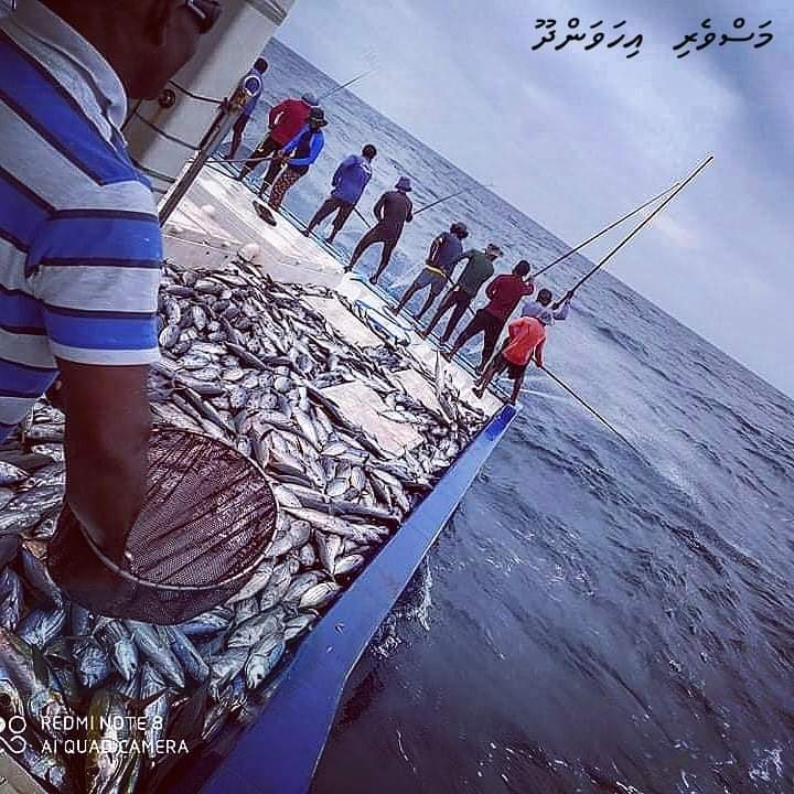 Hivvaru gadha ihavandhoo masverin mudanuga.
#މަސްވެރިއިހަވަންދޫ