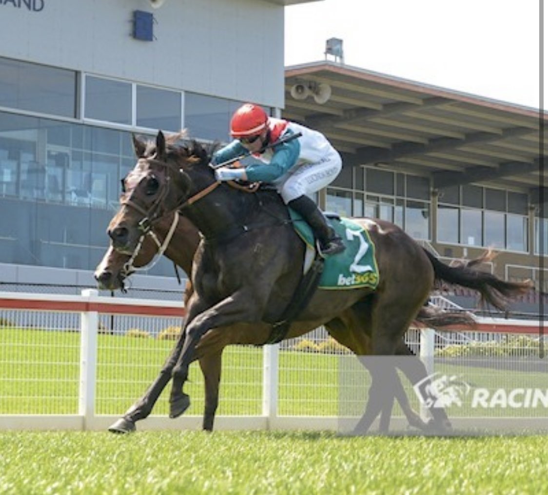 LDoodt97's tweet photo. Beautiful Lion’s Share was to strong for her rivals today @GeelongRaceClub ! Thank you to @PatemanRacing for allowing me to ride this lovely progressive mare 🥇🤍 #stayer4thefuture https://t.co/qjdJ1K4tzw