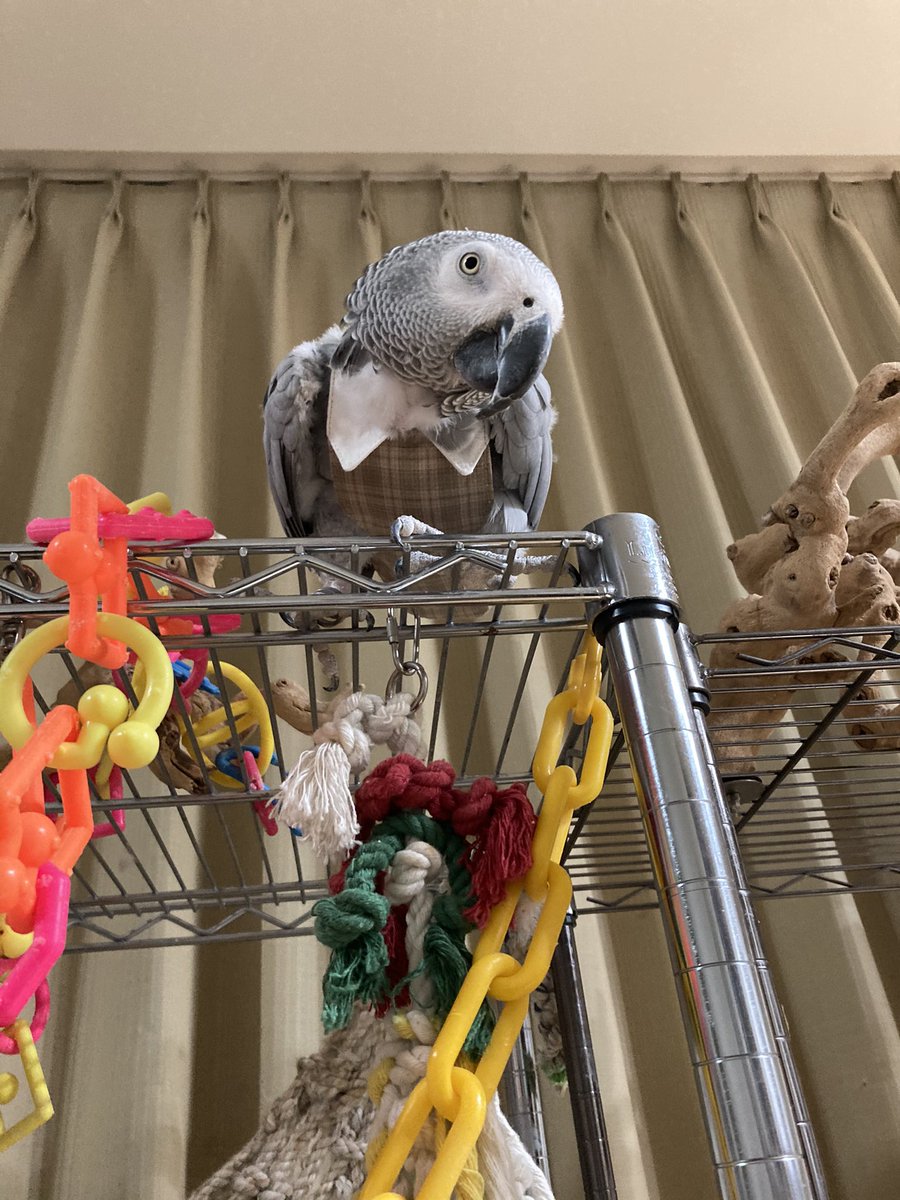 さちよん 襟付きおしめ はなさん ヨウム もかわいい はなさんは地味めのolもしくはミッション系のjk風と飼い主は思っている 多分思い込み なお だいずは似合わなそうなので 襟付きおしめを作っていない ある意味男女差別