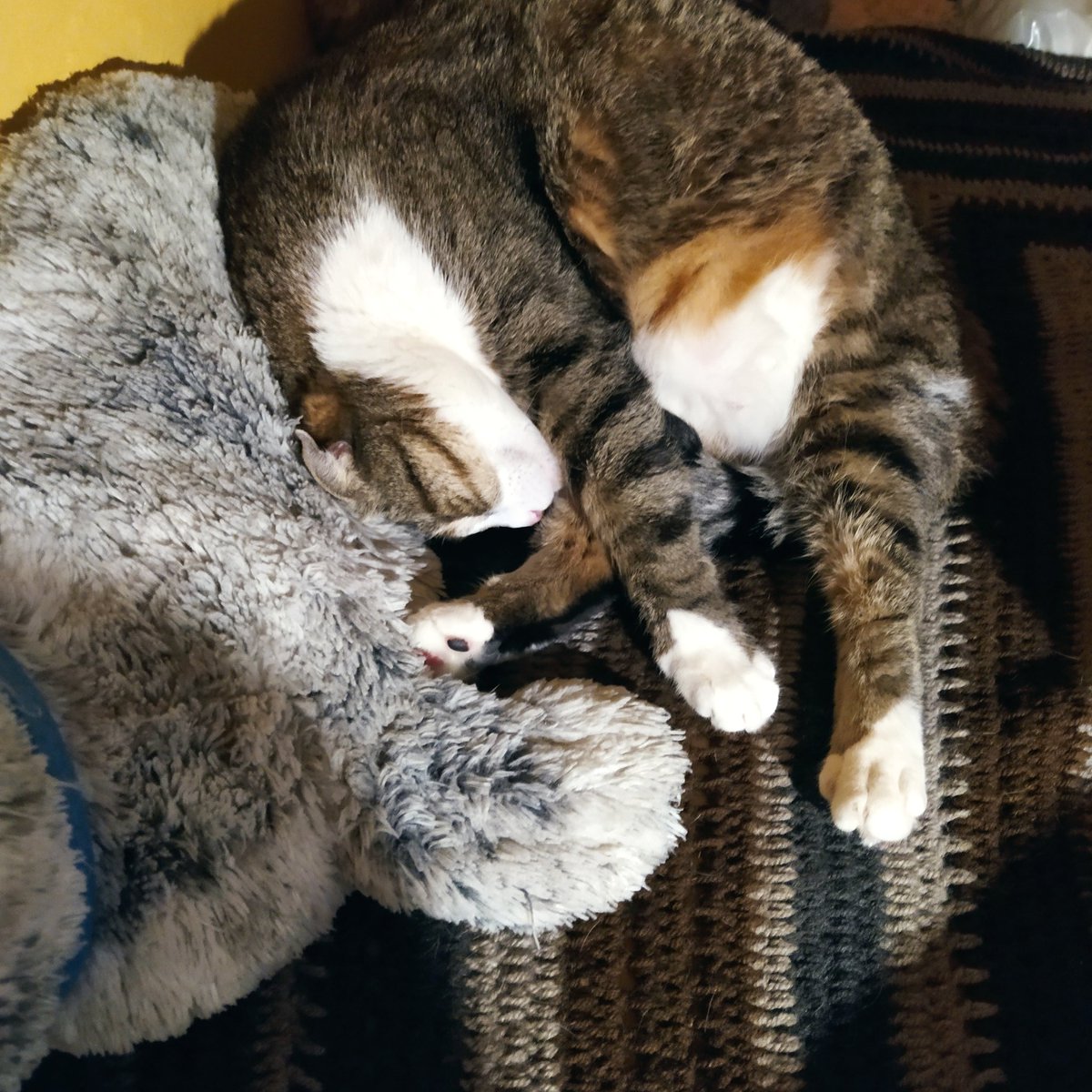 CatSzamoca's tweet photo. https://t.co/cm7iN8cptc