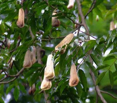 arbolespe's tweet photo. #Balsamo (Myroxilon balsamun) #Estoraque F Papilinacea
Árbol alto, peridermis grisácea, hojas imparipinnadas alternas, folíolos alternos, con puntos y rayas translúcidos, y con ápices acuminados, flores papilionáceas, frutos samaroides. Produce resina de interés en cosmética https://t.co/khGTPtGVwT