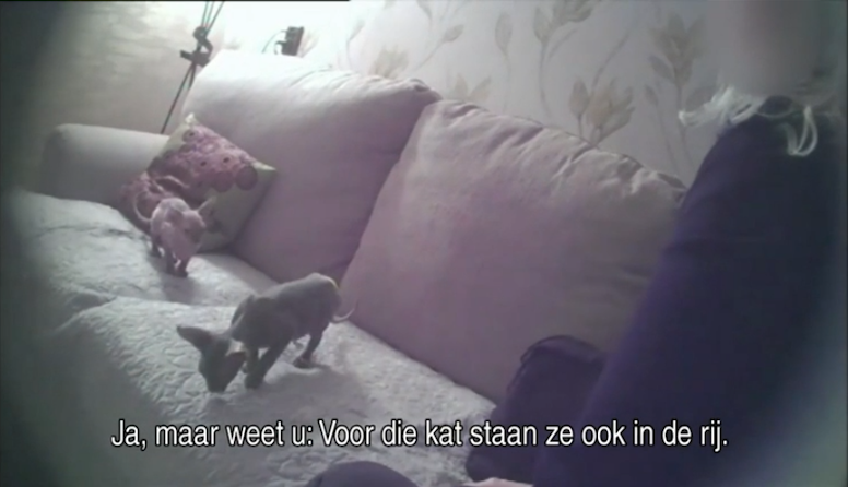 Gisteravond in #UndercoverInNederland uitgebreid aandacht voor foute praktijken bij sommige kattenfokkers en -handelaren. 

Kom je dit soort dingen tegen? Koop niet, maar bel meldpunt 144! 

Terugkijken: bit.ly/2UTY52O