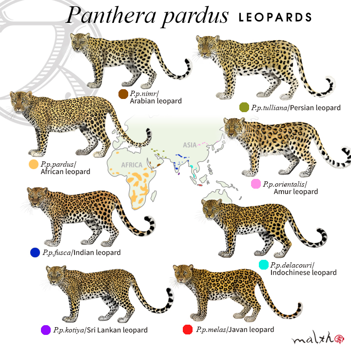 Malth マルス ヒョウ 生息図 Leopard Distribution 広域に生息するが 個体数は少ない 野生動物 動物マニア 博物画 動物イラスト デジタルペイント ネコ科 ヒョウ 動物図鑑 プロクリエイト Procreate Leopard Digitalpainting