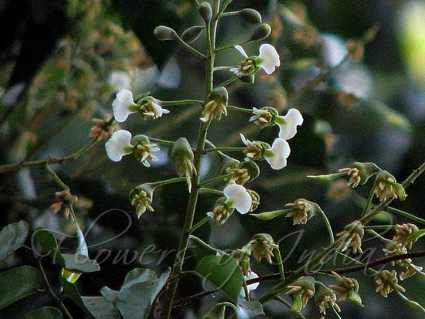 arbolespe's tweet photo. #Balsamo (Myroxilon balsamun) #Estoraque F Papilinacea
Árbol alto, peridermis grisácea, hojas imparipinnadas alternas, folíolos alternos, con puntos y rayas translúcidos, y con ápices acuminados, flores papilionáceas, frutos samaroides. Produce resina de interés en cosmética https://t.co/khGTPtGVwT
