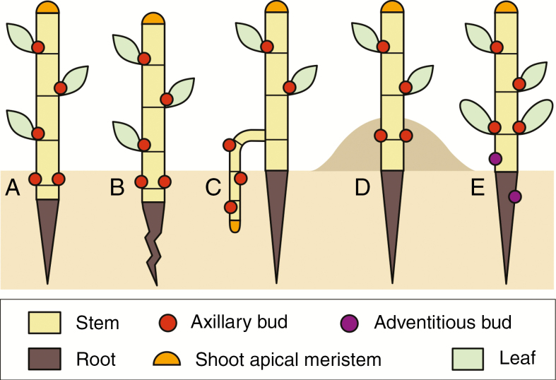 ExFuMo1's tweet photo. Protect your buds! Disturbance is comming!
How are can be #buds placed #belowground? A) hypogenic #germination B) pulling stem base by #root contraction C) positive geotropic growth of a young #rhizome D) partial burial E) #adventitious buds on roots.
https://t.co/zNeH5a1yCe https://t.co/rxJQP7FiqI