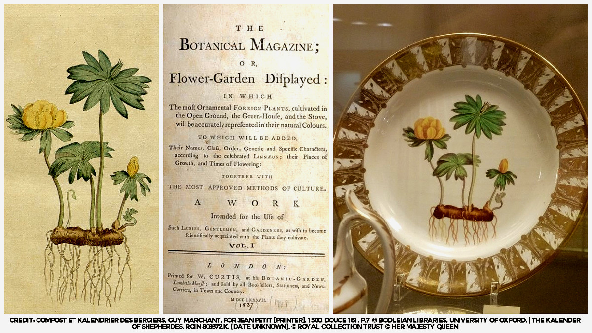 nat_collection's tweet photo. #DYK that the Winter Hellebore or Aconite which features in #Spode pattern 1100 was copied from the Curtis Botanical Magazine? @UofGlasgowASC holds the 1787 edition of the periodical, while @PMAGCollections holds a c. 1808 plate bearing the pattern. #CollectionsUnited #HBAHHome https://t.co/paKxWjvJi6