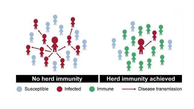 D) ?? HERD IMMUNITY ??What is Herd Immunity?When a majority of the population has "protective immunity" towards an infection, it reduces the chances of infection in those who don't have immunity.Since the infection cannot spread easily, it eventually dies out.14/n