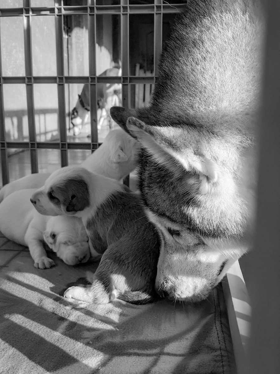 tailstelltales's tweet photo. this is a #tale of a #mother who has been... 🥰

#Molly the #siberianhusky in the picture &amp; #Copper were a discard of a breeder after maybe they were no good to reproduce anymore... #PhoebesFarm #adopted them &amp; life has been beautiful for more than a year now... https://t.co/mhbG91s96R