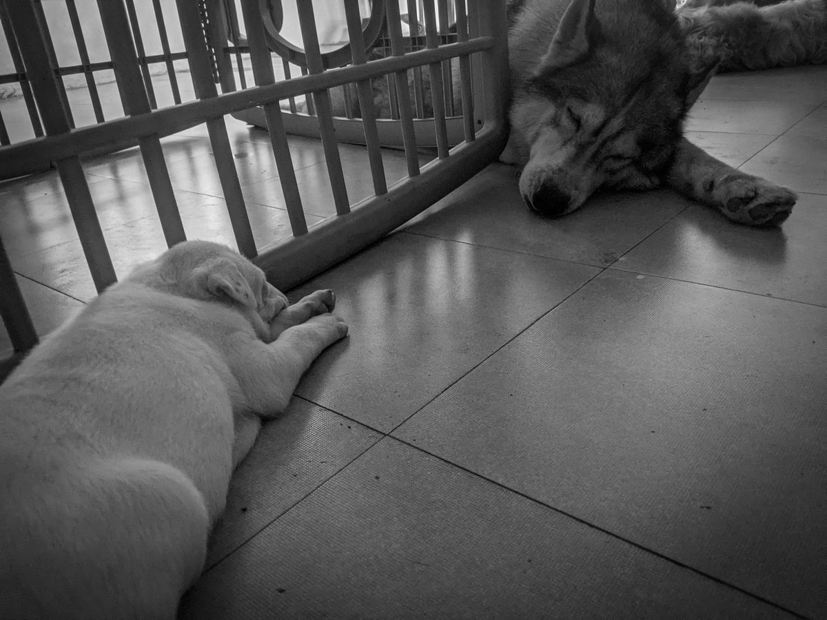 tailstelltales's tweet photo. this is a #tale of a #mother who has been... 🥰

#Molly the #siberianhusky in the picture &amp; #Copper were a discard of a breeder after maybe they were no good to reproduce anymore... #PhoebesFarm #adopted them &amp; life has been beautiful for more than a year now... https://t.co/mhbG91s96R