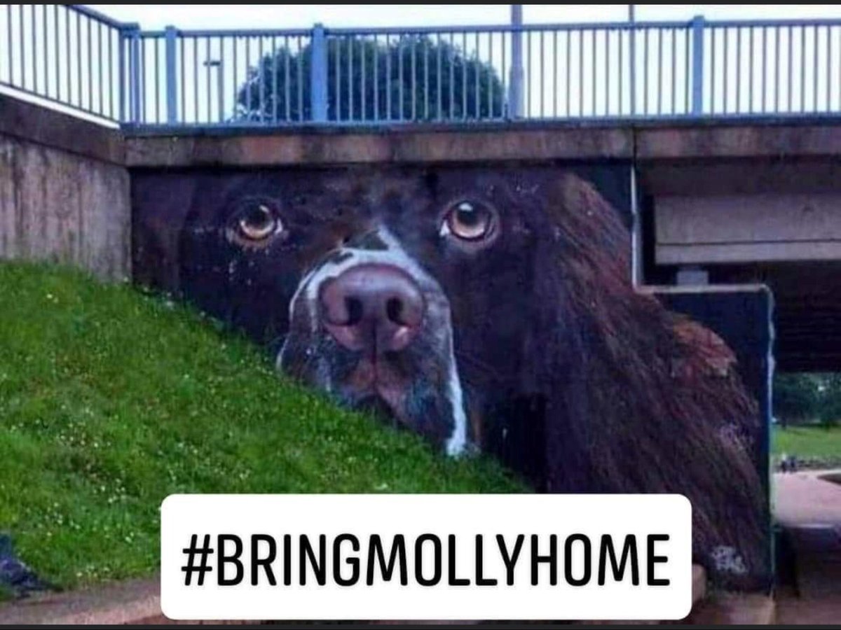 sharonnewell44's tweet photo. 🆘🆘DEAR  SWEET MOLLY  WAS  ONLY  RESCUED 2  YEARS  AGO.  AND  SHE’S    NOW   BEEN STOLEN AND  RIPPED AWAY  FROM  HER  NEW  FAMILY.  SHE  WILL  BE  SO  SCARED AND   CONFUSED.  €4000  TO  WHOEVER HELPS  GET  MOLLY  HOME  🙏🙏🙏 https://t.co/2F1dIktQZ8
