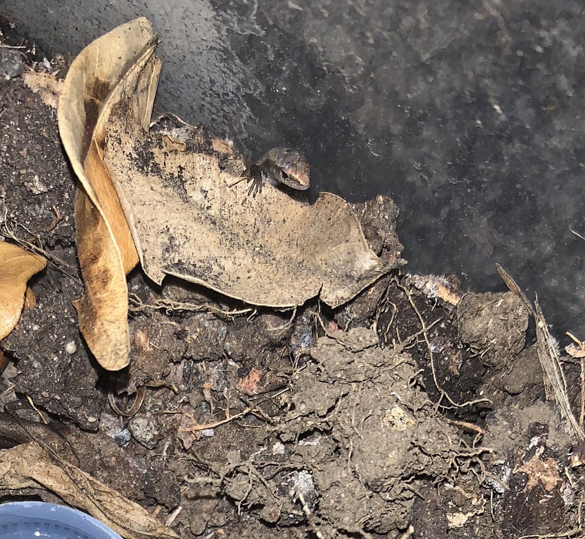 missidaspider's tweet photo. 3 more hatchlings today! Luckily, we have plenty of baby crickets to go around. Release is anticipated for later this week once most eggs have hatched! #lizardwatch #skinkstudy https://t.co/kTPKv1DDNO