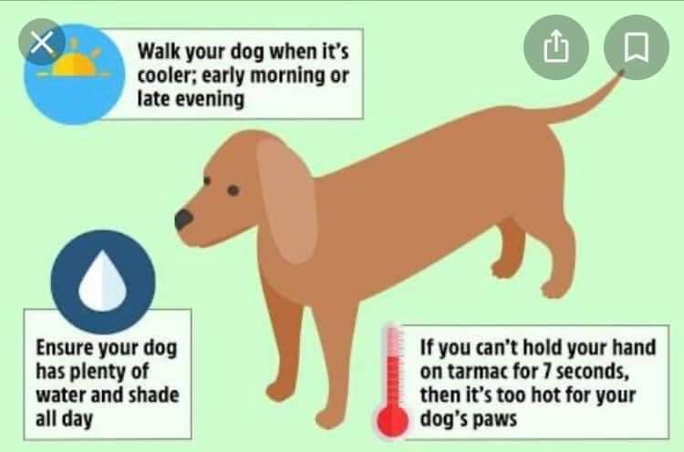 kaz4president's tweet photo. Summer #doggyadvice. If you can't hold your hand down for 7 seconds (the back of your hand) it is to hot for your #dogspaws. #keepyourdogsafe #pettips #dogstips #summertime https://t.co/23E6Dsgvby