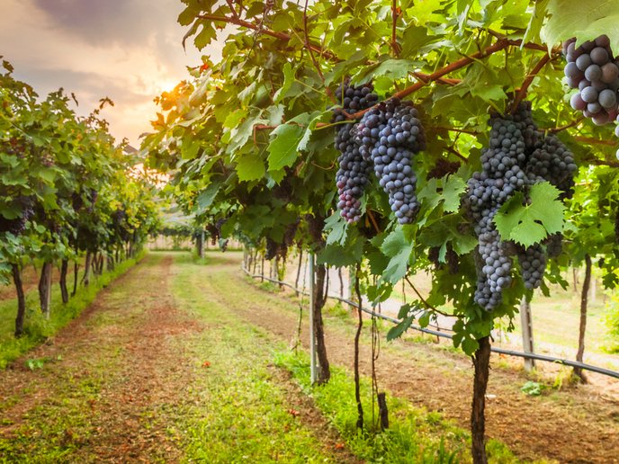 VISCA_H2020's tweet photo. "Climate and agricultural forecasts help vineyards adapt to climate change" by @CORDIS_EU 

https://t.co/gKKIvci69i

#climate #wine #weather #forecasts #grape #irrigation #agricultural #vineyard #agronomic #farmers #meteorological #phenology #heatwaves #cropforcing #shoottrimming https://t.co/oksVvL0jEr
