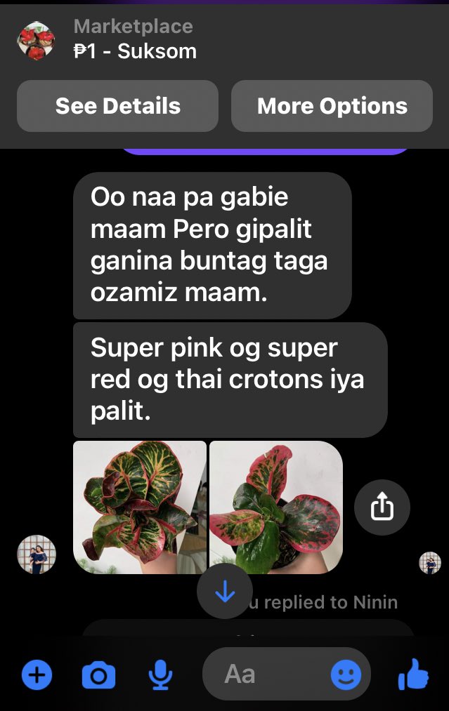 _yyyyyyyyyyy_'s tweet image. I kinda hate the seller because we agreed last night that i will buy her suksom jaipong aglaonema this afternoon and off for work so that we can drop by in their place but then she just sold it this morning to the other buyer.
WT ACTUAL FUCK IS THAT!?
🤬🤬🤬

#PAASA