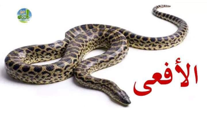 الافعي؟؟
لها جلد ناعم وفمها مليئ بالسم .
كذالك بعض البشر يمتلك لسان جميل وقلب اسود حاقد ناقم .
اللهم اكفينا شرهم ورد كيدهم في نحرهم