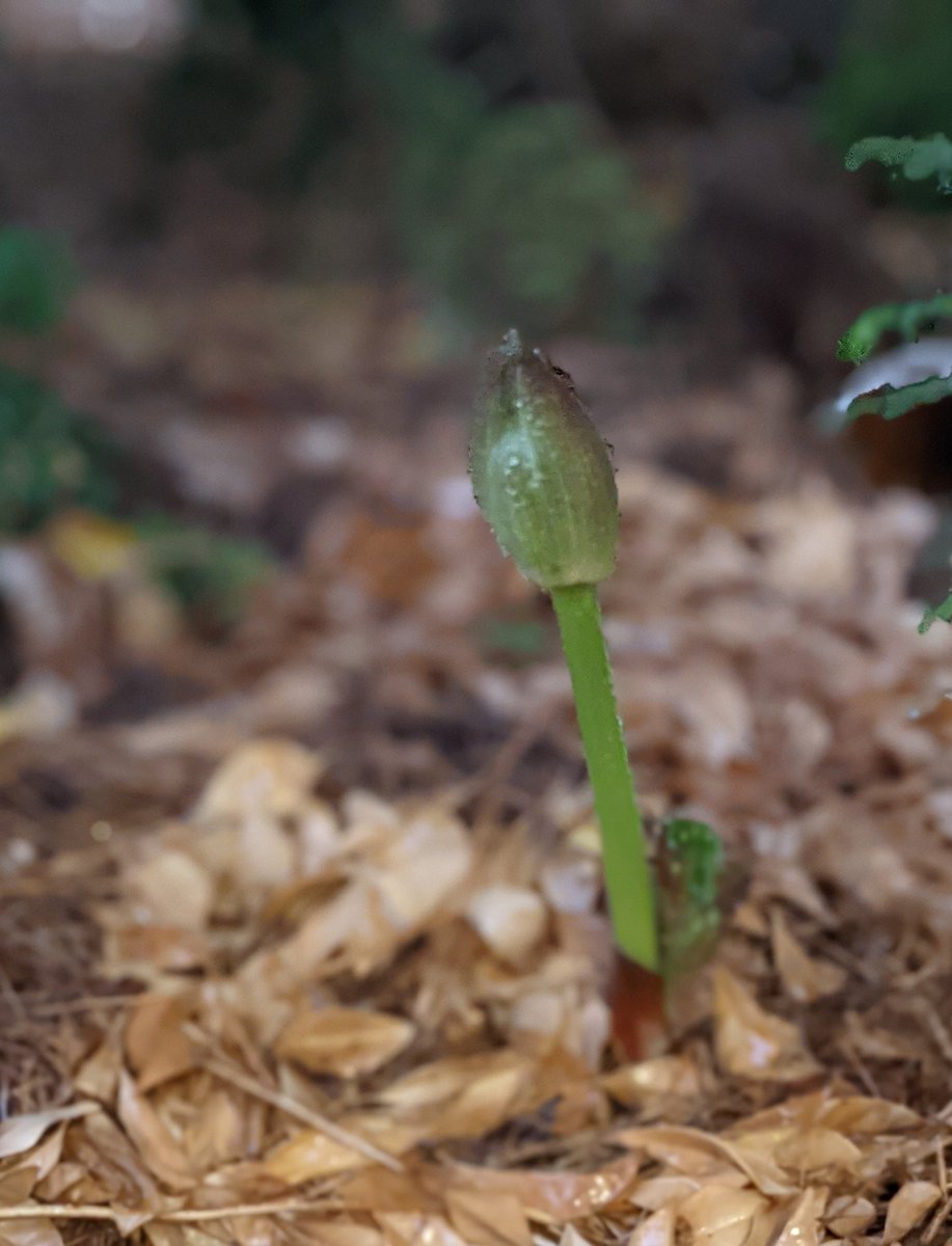 Its begging to feel a lot like Christmas #ScadoxusMultiflorus