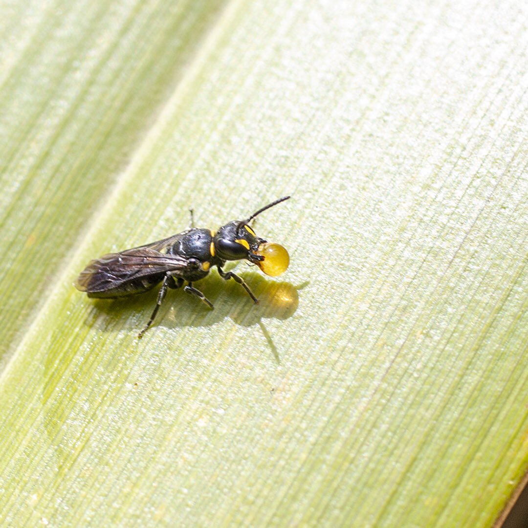 jacqui_craig's tweet photo. My husband has been haunting our flax bushes looking for the tiny native bees that visited last year and they showed up at last! He got some great shots of a pollen-y #leioproctus and 2 #hylaeus, one in the process of regurgitating pollen. #nznativebees #nznatives #nzbees https://t.co/wUYbPJKgU0