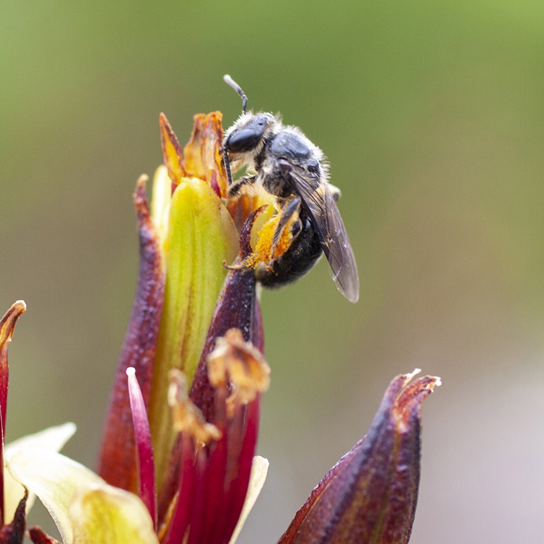 jacqui_craig's tweet photo. My husband has been haunting our flax bushes looking for the tiny native bees that visited last year and they showed up at last! He got some great shots of a pollen-y #leioproctus and 2 #hylaeus, one in the process of regurgitating pollen. #nznativebees #nznatives #nzbees https://t.co/wUYbPJKgU0