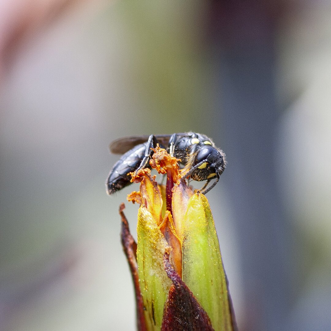 jacqui_craig's tweet photo. My husband has been haunting our flax bushes looking for the tiny native bees that visited last year and they showed up at last! He got some great shots of a pollen-y #leioproctus and 2 #hylaeus, one in the process of regurgitating pollen. #nznativebees #nznatives #nzbees https://t.co/wUYbPJKgU0