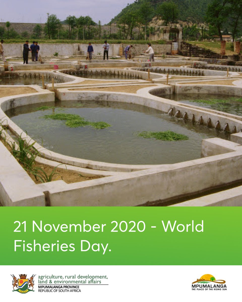 dardlea_mpu's tweet photo. Fisheries assume a fundamental part in continuing human lives as well as sea-going and earthbound biological systems. Over 25% of the world's dietary protein is given by fish. A huge demand is also at play with farmers
looking into fish farm opportunities.
#worldfisheriesday https://t.co/lIJJkAiboP