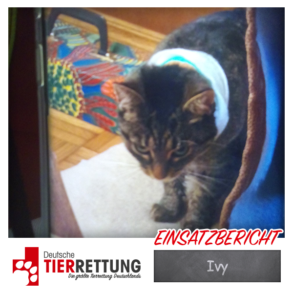 DtTierrettung's tweet photo. Tierrettung Einsatz: Ivy in Straelen - https://t.co/CTBqBNWr7z https://t.co/ALpLoFITdZ