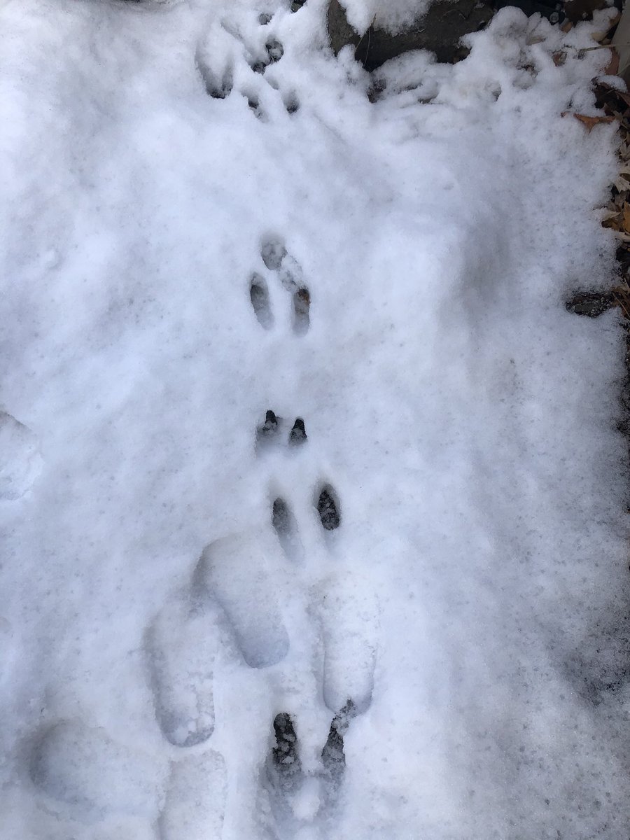 Sam_Stefanoff's tweet photo. Found some interesting tracks in my backyard this morning. Some are from an eastern cottontail, others from my toddler. But what could the other ones be? They look too big to be a cat 🤔 Maybe fox? 🦊 https://t.co/Ufs8qZMSwZ