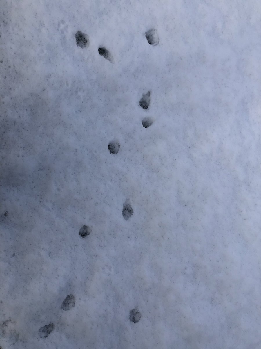 Sam_Stefanoff's tweet photo. Found some interesting tracks in my backyard this morning. Some are from an eastern cottontail, others from my toddler. But what could the other ones be? They look too big to be a cat 🤔 Maybe fox? 🦊 https://t.co/Ufs8qZMSwZ