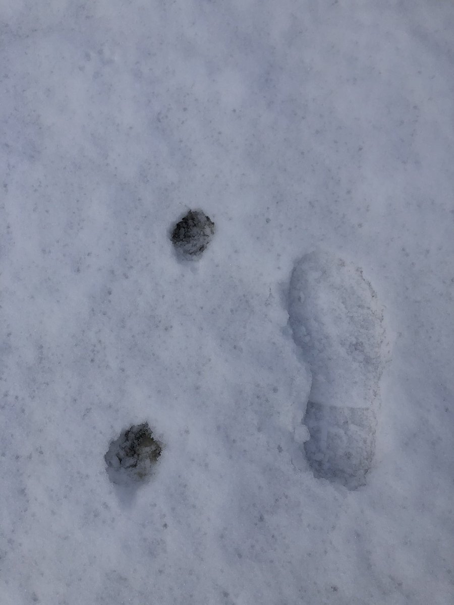 Sam_Stefanoff's tweet photo. Found some interesting tracks in my backyard this morning. Some are from an eastern cottontail, others from my toddler. But what could the other ones be? They look too big to be a cat 🤔 Maybe fox? 🦊 https://t.co/Ufs8qZMSwZ
