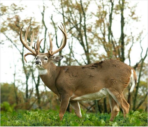 ladderstands's tweet photo. What a GORGEOUS buck!
. . .
#maturedeer #maturebuck #heavydeer #antlers #giantbuck #hunting #deerseason #deerhunting #droptine #nontypical #browtines #deerrack #gotbone #bonecollector #outdoors #oneofakind #deer https://t.co/Qbi80aQdN4
