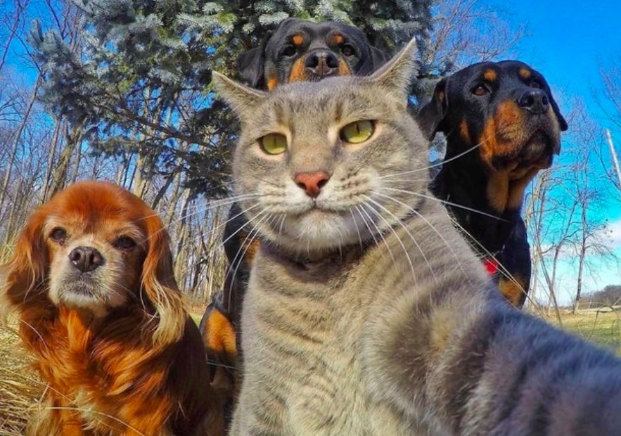 tigerslounge's tweet photo. #rp #wegetalong #unity #cats #dogs #tigerslounge https://t.co/sbPZmVbkWM