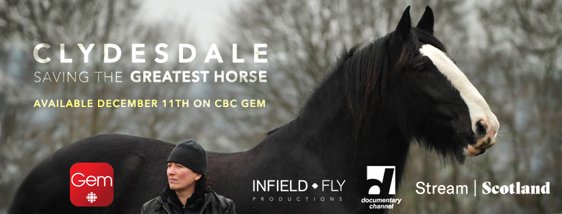 saveclydesdales's tweet photo. Clydesdale: Saving the Greatest Horse will be available for Canadians to stream for free starting Friday, December 11, 2020. #savetheclydesdale #cbc #clydesdalehorse https://t.co/ygTKtaQ1ya