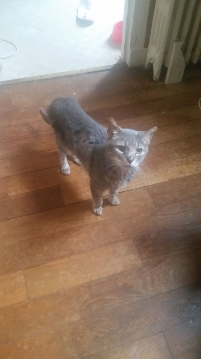 justineducern's tweet photo. Je suis un pauvre papy de 11ANS sorti de fourrière par une gentille dame d'une asso qui m'a sauvé, j'allais y être euthanasié.
Elle recherche pour moi une famille pour un panier-retraite afin que je profite de mes dernières années dans la chaleur d'un foyer et l'amour d'un humain https://t.co/znpmp6WhtG
