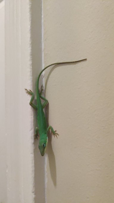 So this dude decided to move in...  I told him he could stay as long as he stays out of my dog's way<a href="/tag/mvsales"class="tags"><span>#mvsales</span></a>