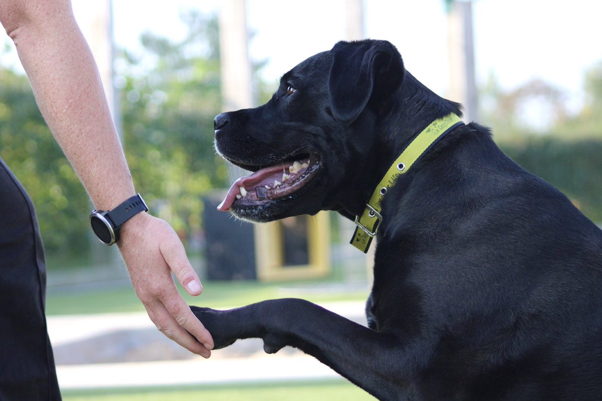 DT_Evesham's tweet photo. 💛Megan💛
✔️Adult-only home
✔️Can live with a dog
✔️Rural location
✔️Time to build a bond
✔️Medium level of exercise
✔️Multiple meets required
✔️Loves fuss from known people
✔️Clever girl
✔️Seeking the quiet life
✔️Minimal visitors to home
@DogsTrust #dogstrust #dogs https://t.co/RjKDo4fgYH