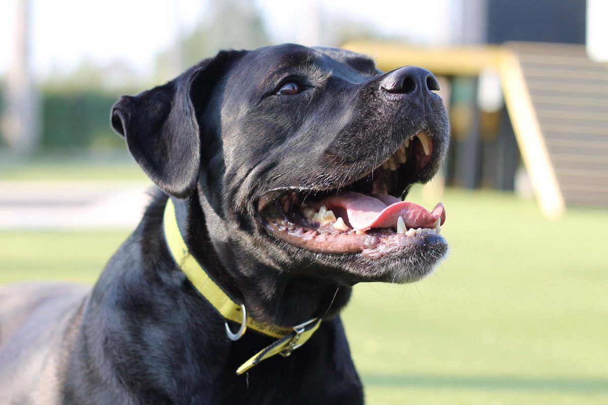 DT_Evesham's tweet photo. 💛Megan💛
✔️Adult-only home
✔️Can live with a dog
✔️Rural location
✔️Time to build a bond
✔️Medium level of exercise
✔️Multiple meets required
✔️Loves fuss from known people
✔️Clever girl
✔️Seeking the quiet life
✔️Minimal visitors to home
@DogsTrust #dogstrust #dogs https://t.co/RjKDo4fgYH