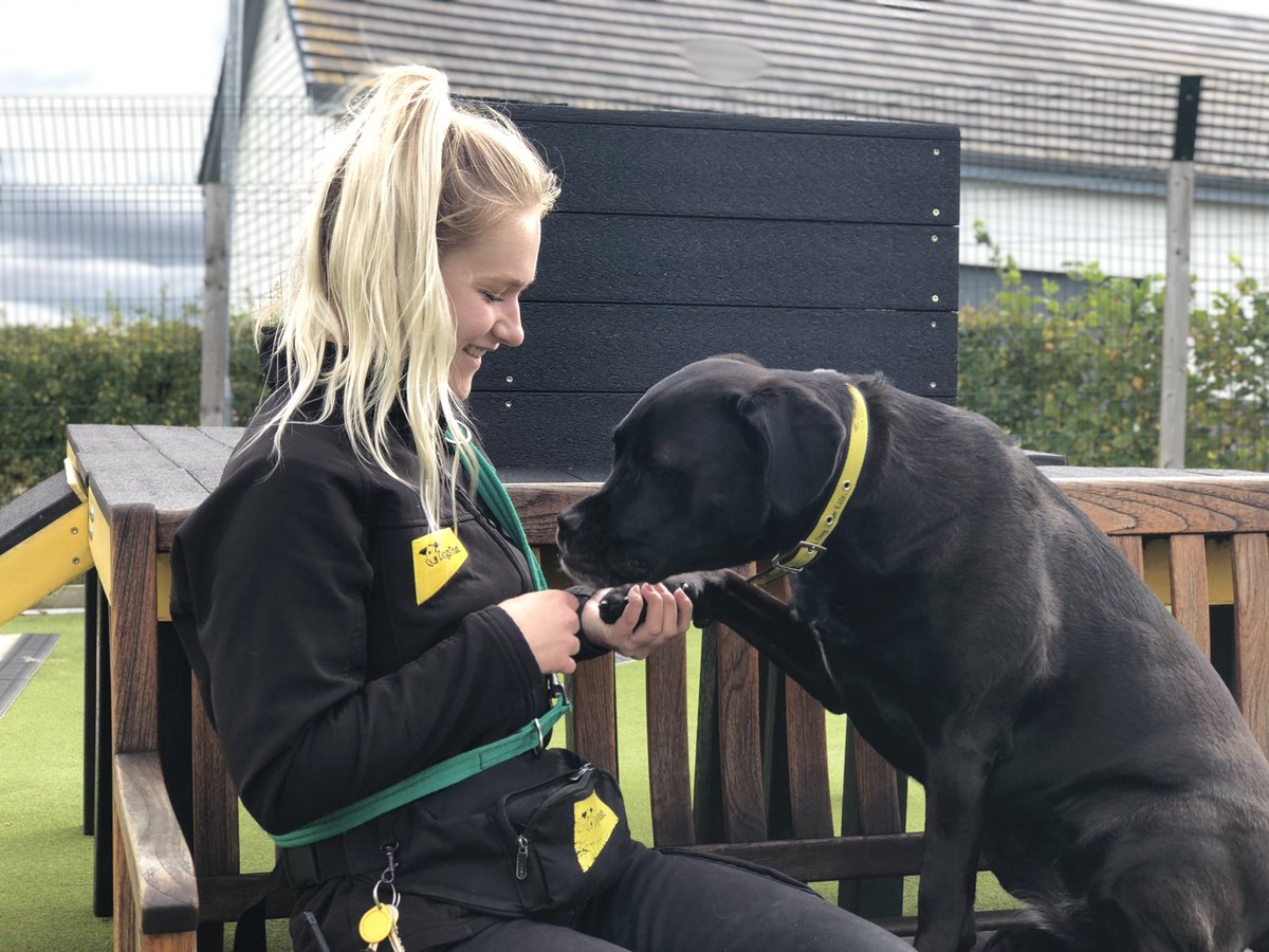 DT_Evesham's tweet photo. 💛Megan💛
✔️Adult-only home
✔️Can live with a dog
✔️Rural location
✔️Time to build a bond
✔️Medium level of exercise
✔️Multiple meets required
✔️Loves fuss from known people
✔️Clever girl
✔️Seeking the quiet life
✔️Minimal visitors to home
@DogsTrust #dogstrust #dogs https://t.co/RjKDo4fgYH