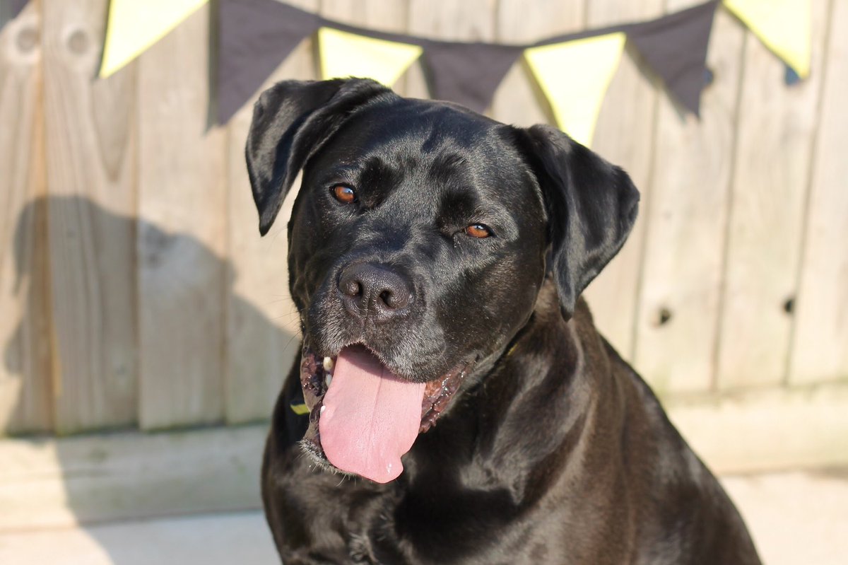 DT_Evesham's tweet photo. 💛Megan💛
✔️Adult-only home
✔️Can live with a dog
✔️Rural location
✔️Time to build a bond
✔️Medium level of exercise
✔️Multiple meets required
✔️Loves fuss from known people
✔️Clever girl
✔️Seeking the quiet life
✔️Minimal visitors to home
@DogsTrust #dogstrust #dogs https://t.co/RjKDo4fgYH
