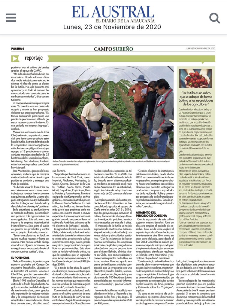 indaparaucania's tweet photo. “La frutilla 🍓es un rubro que se adapta de forma óptima a las necesidades de los pequeños agricultores”, así lo precisó la Directora Regional de #INDAP Carolina Meier en reportaje de la revista Campo Sureño de @AustralTemuco. Detalles acá 👇 https://t.co/n75hEQmcn3
