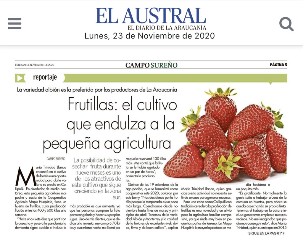 indaparaucania's tweet photo. “La frutilla 🍓es un rubro que se adapta de forma óptima a las necesidades de los pequeños agricultores”, así lo precisó la Directora Regional de #INDAP Carolina Meier en reportaje de la revista Campo Sureño de @AustralTemuco. Detalles acá 👇 https://t.co/n75hEQmcn3