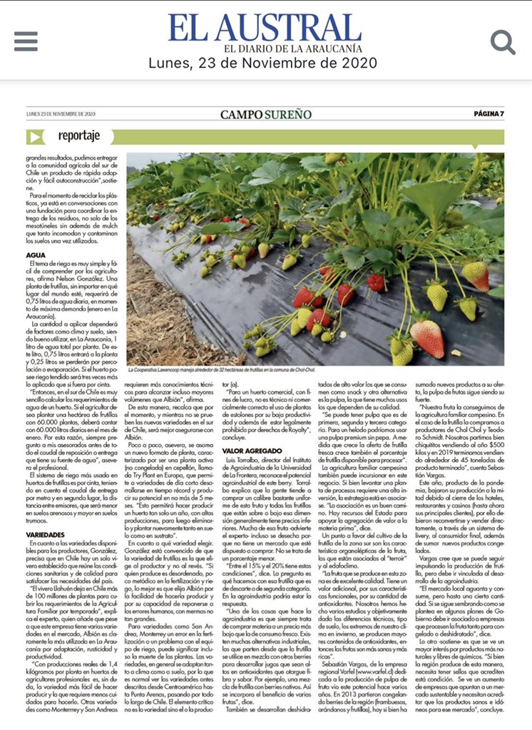 indaparaucania's tweet photo. “La frutilla 🍓es un rubro que se adapta de forma óptima a las necesidades de los pequeños agricultores”, así lo precisó la Directora Regional de #INDAP Carolina Meier en reportaje de la revista Campo Sureño de @AustralTemuco. Detalles acá 👇 https://t.co/n75hEQmcn3